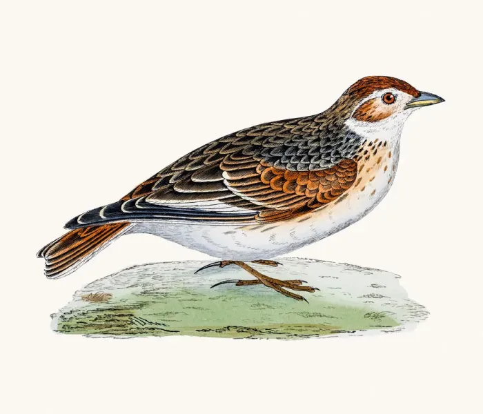 Framed Print : White-Winged Lark bird Framed Print : White-Winged Lark bird