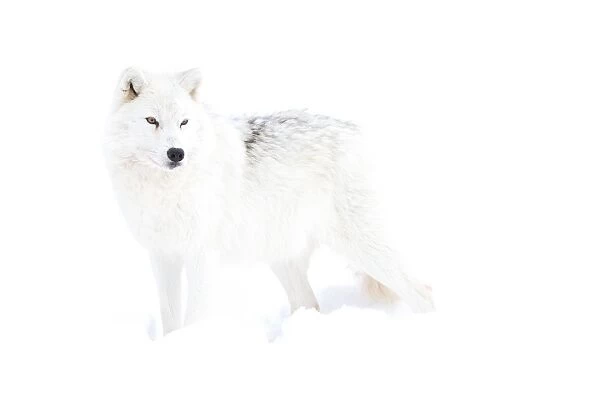 White wolf in winter