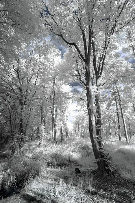 Framed Print : White Woods II Framed Print : White Woods II