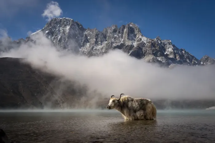 Framed Print : White yak in Gokyo lake, Everest region