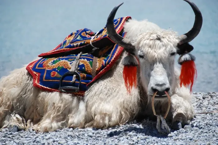 Framed Print : White Yak sitting at Yamdrok lake in Tibet Framed Print : White Yak sitting at Yamdrok lake in Tibet