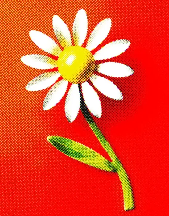 Framed Print : White and Yellow Flower Framed Print : White and Yellow Flower