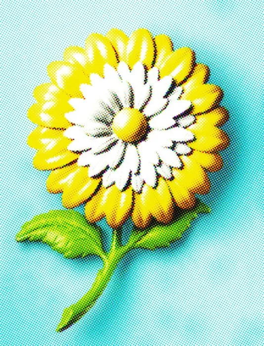 Framed Print : White and Yellow Flower Framed Print : White and Yellow Flower