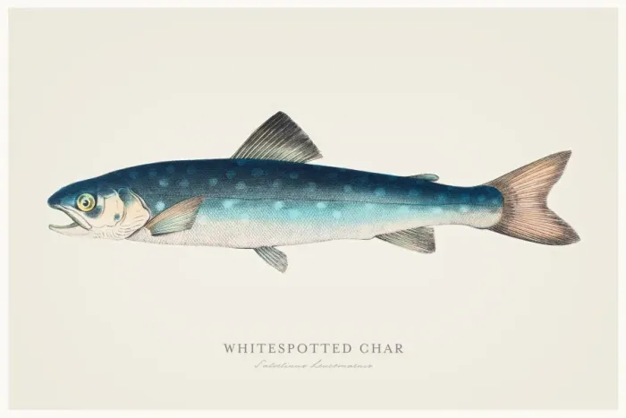 Framed Print : Whitespotted char trout 1856 Framed Print : Whitespotted char trout 1856