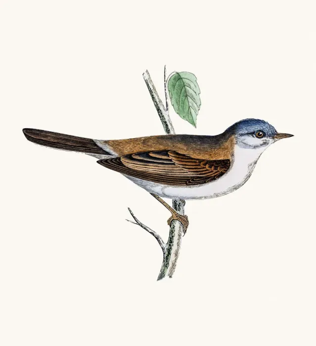 Framed Print : Whitethroat Framed Print : Whitethroat