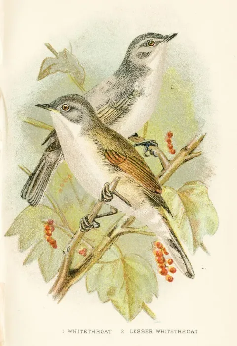 Framed Print : Whitethroat engraving 1896 Framed Print : Whitethroat engraving 1896