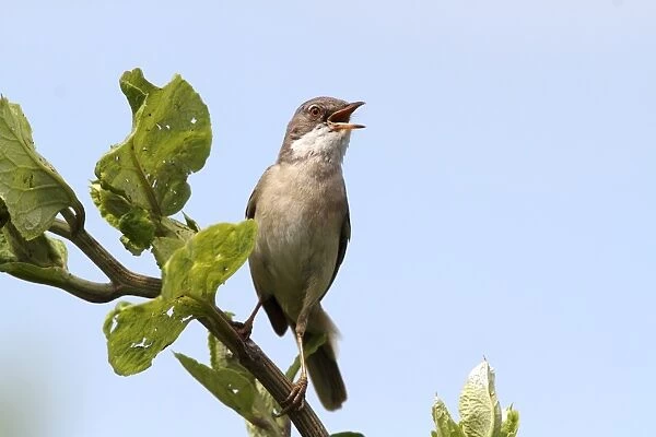 Whitethroat -Sylvia communis-, perched on a branch, singing, Lake Neusiedl, Burgenland, Austria, Europe