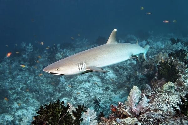 Whitetip reef shark -Triaenodon obesus- over coral reef, Embudu channel, Indian Ocean, Tilla, South Male Atoll, Maldives
