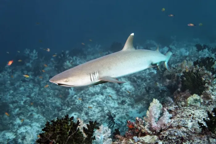 Framed Print : Whitetip reef shark -Triaenodon obesus- over coral reef, Embudu channel, Indian Ocean, Tilla, South Male Atoll, Maldives