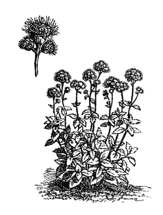 Framed Print : Whiteweed (Ageratum ) Framed Print : Whiteweed (Ageratum )