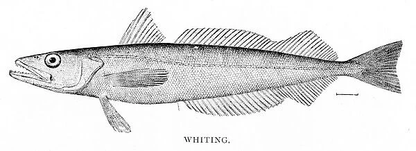 Whiting engraving 1898