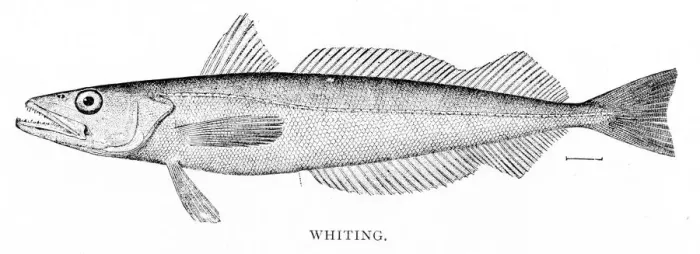 Framed Print : Whiting engraving 1898 Framed Print : Whiting engraving 1898