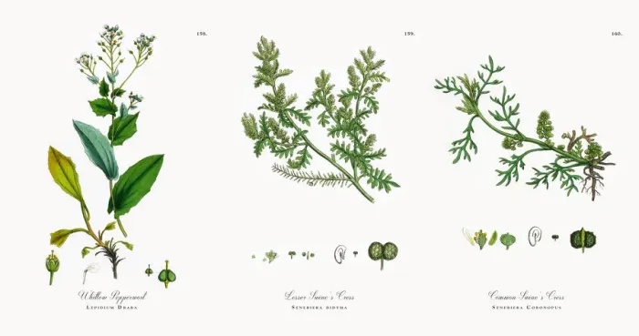 Framed Print : Whitlow Pepperwort, Lepidium Draba, Victorian Botanical Illustration, 1863 Framed Print : Whitlow Pepperwort, Lepidium Draba, Victorian Botanical Illustration, 1863