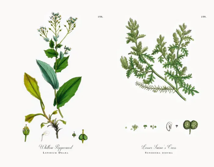 Framed Print : Whitlow Pepperwort, Lepidium Draba, Victorian Botanical Illustration, 1863 Framed Print : Whitlow Pepperwort, Lepidium Draba, Victorian Botanical Illustration, 1863