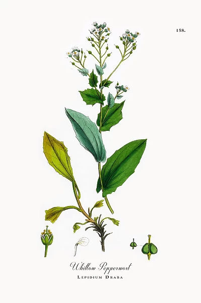 Whitlow Pepperwort, Lepidium Draba, Victorian Botanical Illustration, 1863
