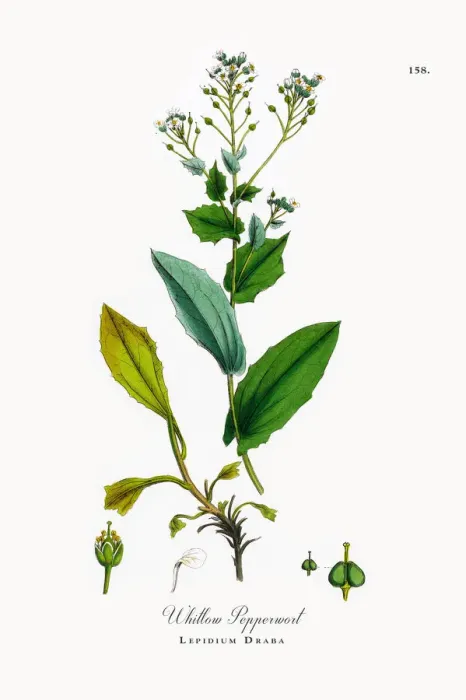 Framed Print : Whitlow Pepperwort, Lepidium Draba, Victorian Botanical Illustration, 1863 Framed Print : Whitlow Pepperwort, Lepidium Draba, Victorian Botanical Illustration, 1863