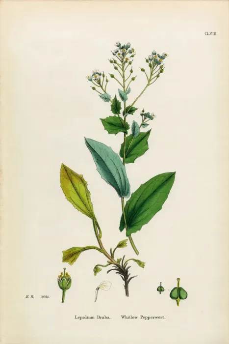 Framed Print : Whitlow Pepperwort, Lepidium Draba, Victorian Botanical Illustration, 1863 Framed Print : Whitlow Pepperwort, Lepidium Draba, Victorian Botanical Illustration, 1863
