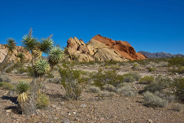 Whitney Pocket rock formation in Gold Butte National Monument, Mesquite, Nevada, USA