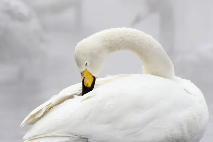 Framed Print : Whooper Swan (Cygnus cygnus) Framed Print : Whooper Swan (Cygnus cygnus)