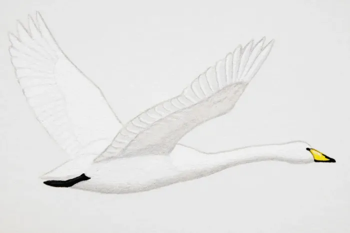 Framed Print : Whooper Swan (Cygnus cygnus), adult Framed Print : Whooper Swan (Cygnus cygnus), adult