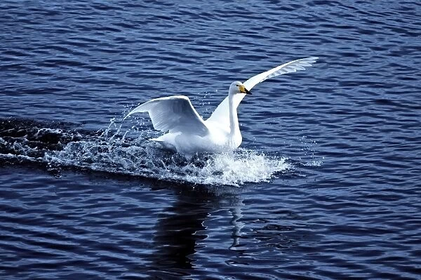 Whooper Swan landing on water