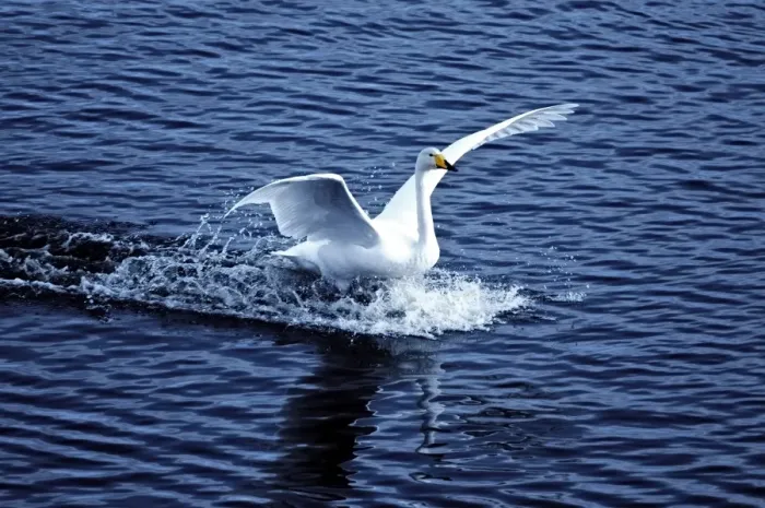 Framed Print : Whooper Swan landing on water