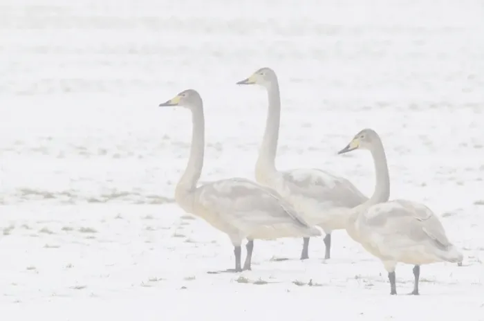 Framed Print : Whooper swans -Cygnus cygnus- Framed Print : Whooper swans -Cygnus cygnus-