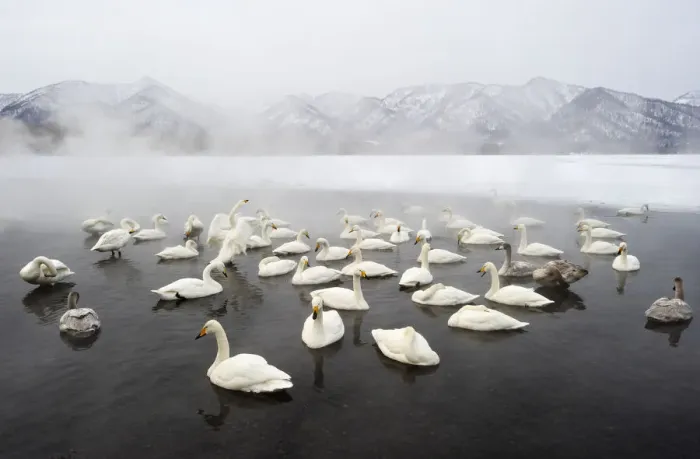 Framed Print : Whooper Swans (Cygnus cygnus) Framed Print : Whooper Swans (Cygnus cygnus)