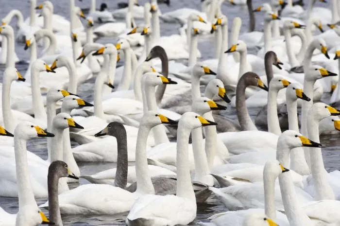 Framed Print : Whooper Swans (Cygnus cygnus) Framed Print : Whooper Swans (Cygnus cygnus)
