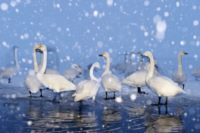 Framed Print : Whooper Swans (Cygnus cygnus) Framed Print : Whooper Swans (Cygnus cygnus)