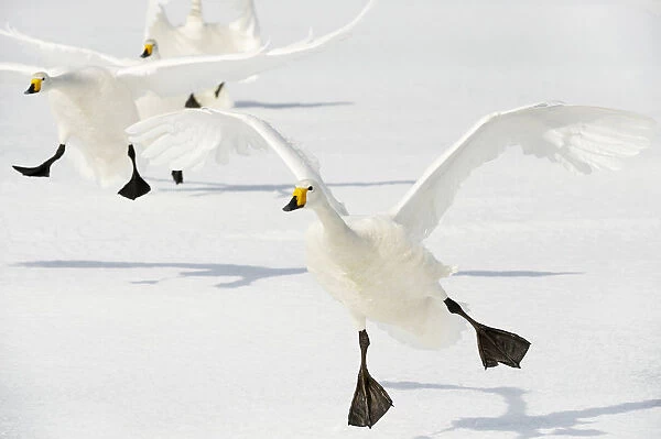 Whooper Swans (Cygnus cygnus)