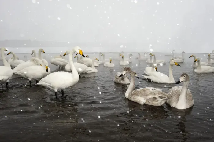 Framed Print : Whooper Swans (Cygnus cygnus)