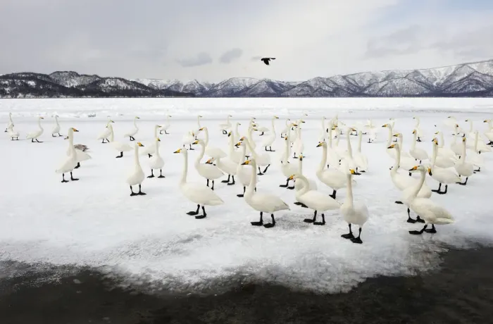 Framed Print : Whooper Swans (Cygnus cygnus) Framed Print : Whooper Swans (Cygnus cygnus)