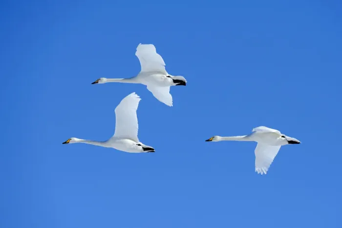 Framed Print : Three Whooper Swans -Cygnus cygnus- in flight, Kussharo Lake, Kawayu Onsen, Hokkaido, Japan Framed Print : Three Whooper Swans -Cygnus cygnus- in flight, Kussharo Lake, Kawayu Onsen, Hokkaido, Japan