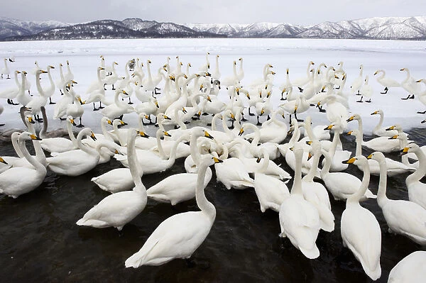 Whooper Swans (Cygnus cygnus), Lake Kussharo