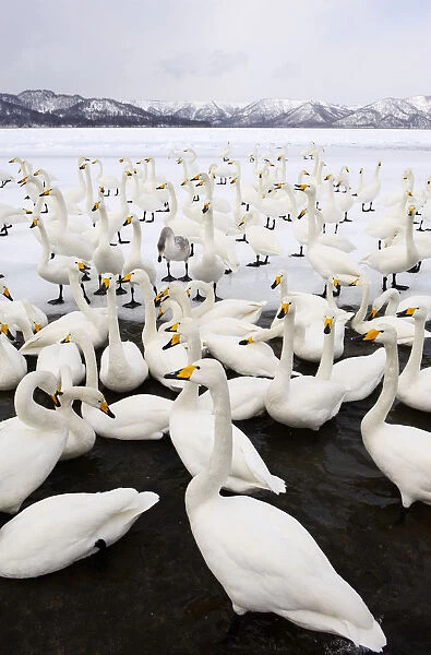 Whooper Swans (Cygnus cygnus), Lake Kussharo