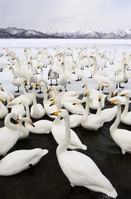 Framed Print : Whooper Swans (Cygnus cygnus), Lake Kussharo Framed Print : Whooper Swans (Cygnus cygnus), Lake Kussharo
