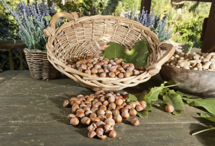 Framed Print : Wicker basket with hazelnuts -Corylus avellana- on a rustic wooden table Framed Print : Wicker basket with hazelnuts -Corylus avellana- on a rustic wooden table