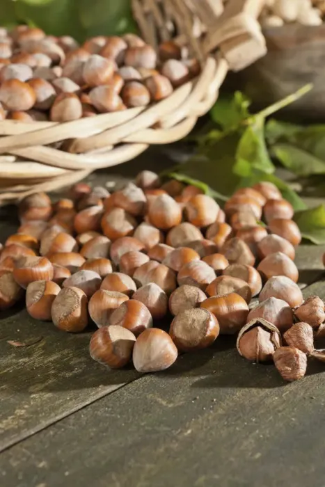 Framed Print : Wicker basket with hazelnuts (Corylus avellana) on a wooden table Framed Print : Wicker basket with hazelnuts (Corylus avellana) on a wooden table
