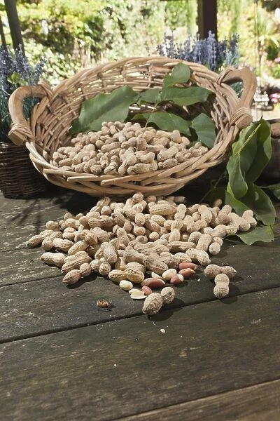 Wicker basket with peanuts -Arachis hypogaea- on a rustic wooden table