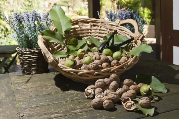 Framed Print : Wicker basket with walnuts -Juglans regia- on a rustic wooden table Framed Print : Wicker basket with walnuts -Juglans regia- on a rustic wooden table