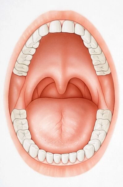 Wide open mouth revealing teeth, tongue, palate and uvula