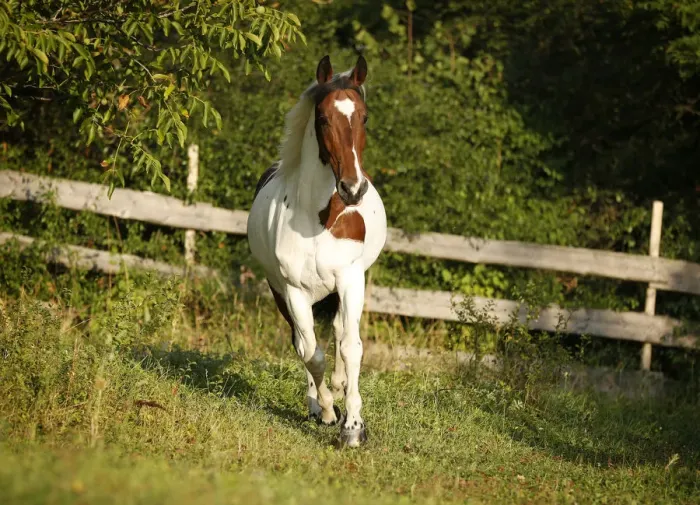Framed Print : Wiekopolska, gelding, skewbald horse, trotting across a meadow Framed Print : Wiekopolska, gelding, skewbald horse, trotting across a meadow