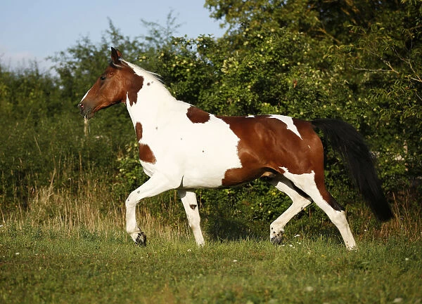 Wiekopolska, gelding, skewbald horse, trotting across a meadow