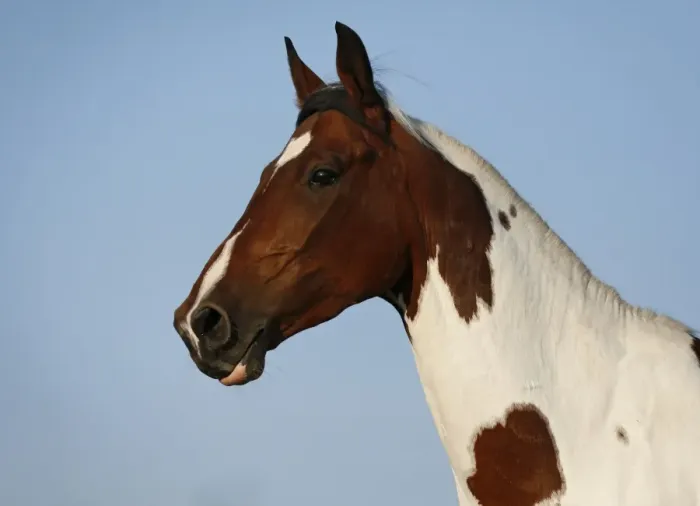 Framed Print : Wiekopolska, gelding, skewbald horse, portrait Framed Print : Wiekopolska, gelding, skewbald horse, portrait