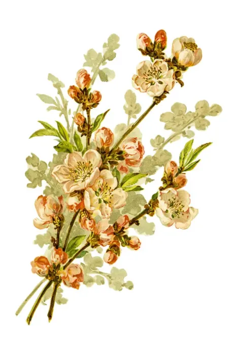 Framed Print : Wild apple branch 19 century illustration Framed Print : Wild apple branch 19 century illustration