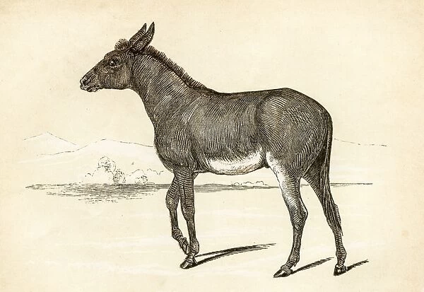 Wild ass engraving 1851