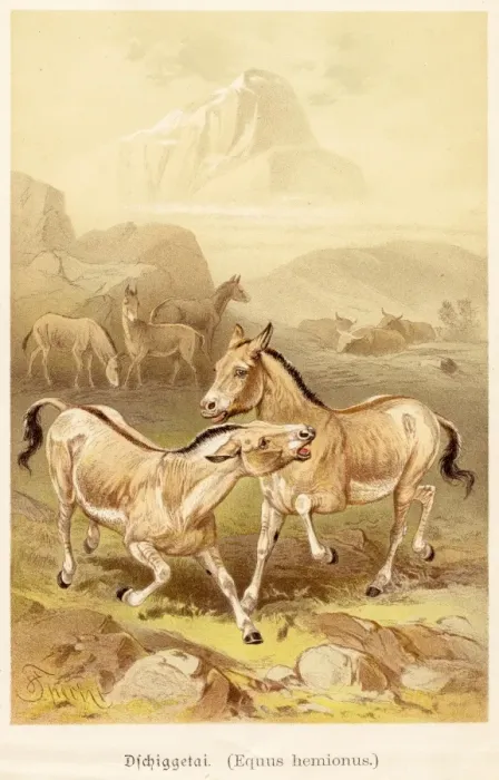 Framed Print : The wild ass illustration 1888 Framed Print : The wild ass illustration 1888