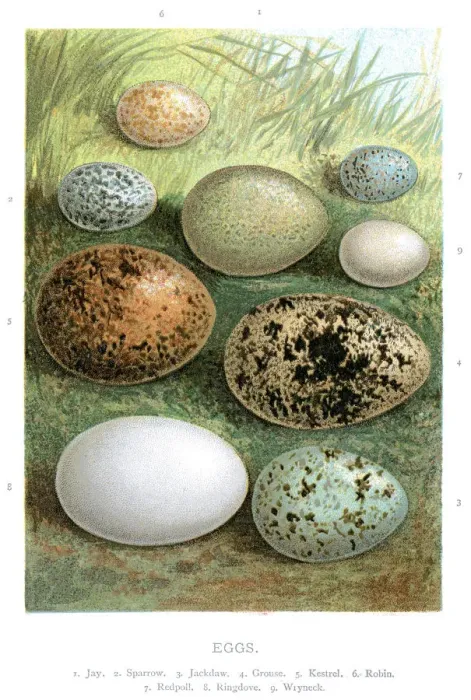 Framed Print : Wild Birds Eggs
