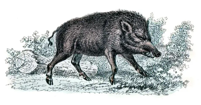 Framed Print : Wild Boar engraving 1872 Framed Print : Wild Boar engraving 1872